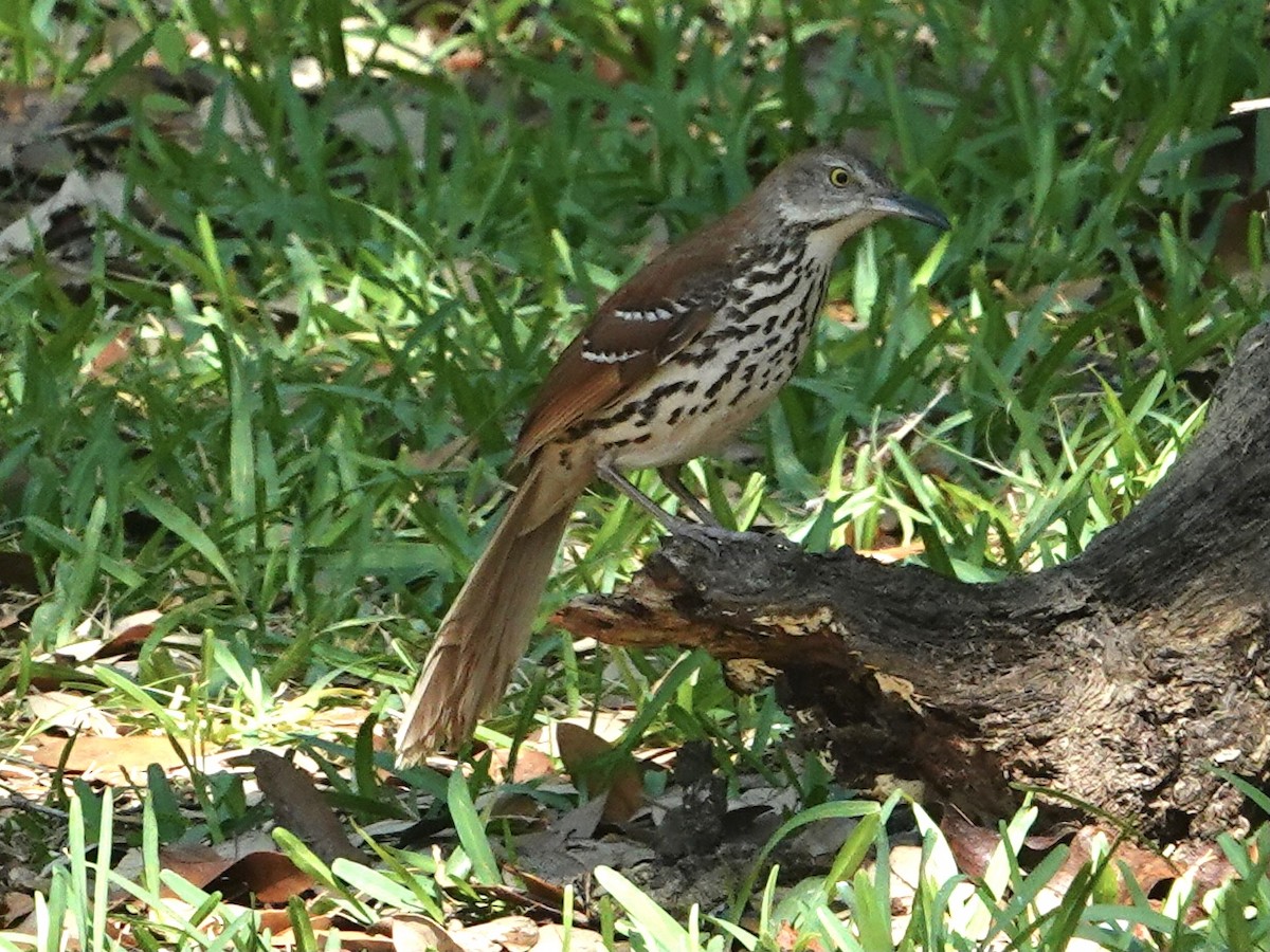Рыжий пересмешник - ML635066929
