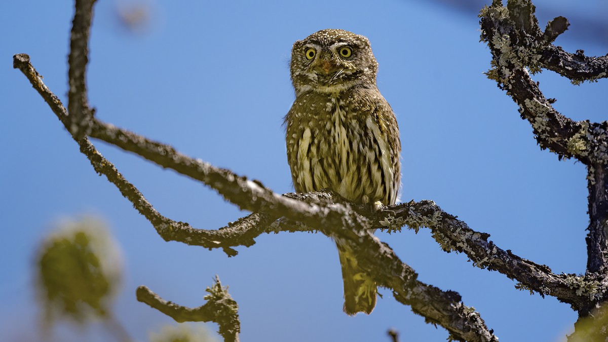 Northern Pygmy-Owl - ML635066951