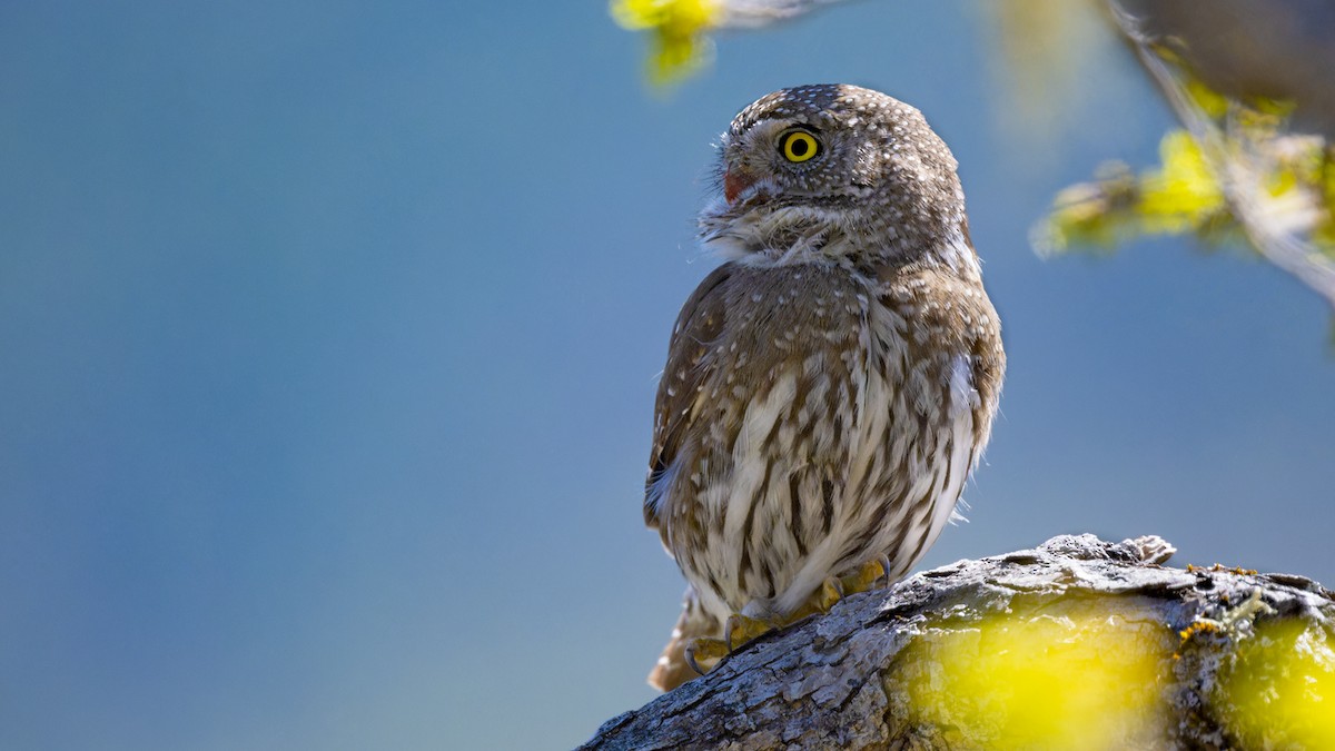 Northern Pygmy-Owl - ML635066952