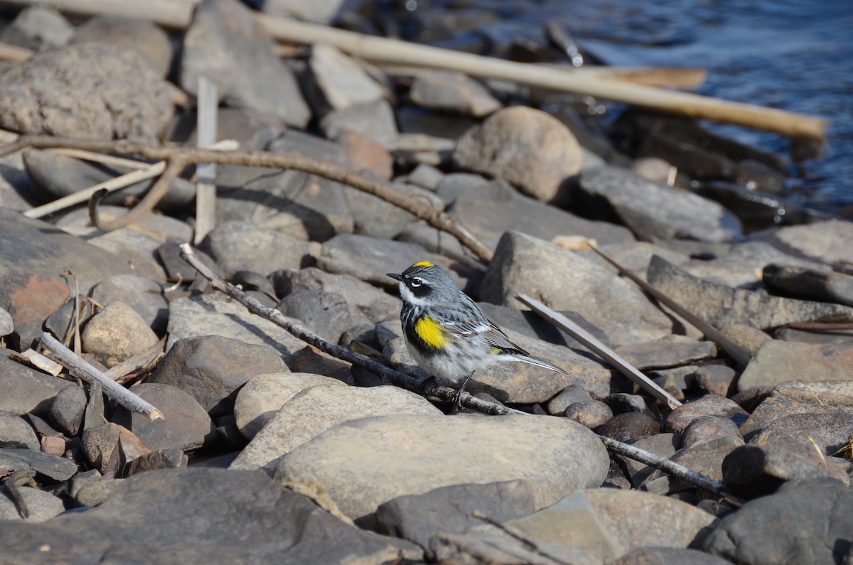 Yellow-rumped Warbler - ML635067000