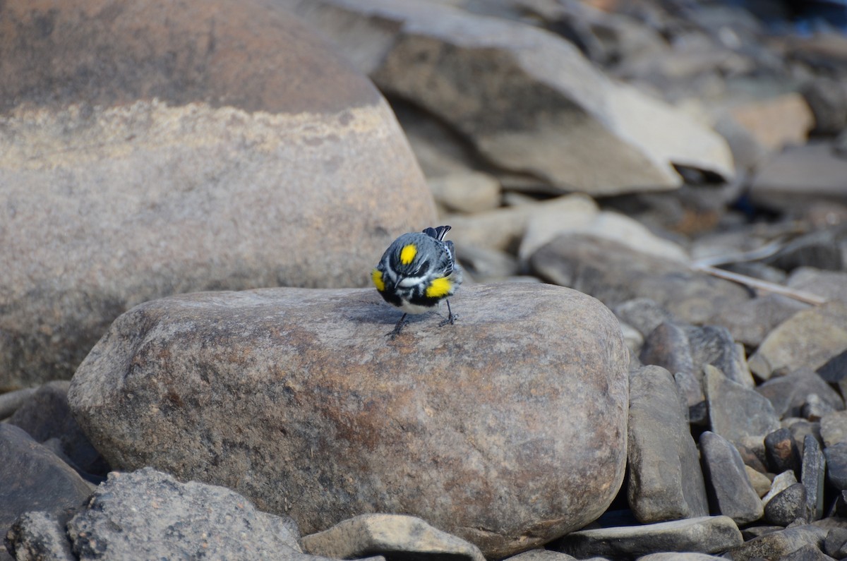 Yellow-rumped Warbler - ML635067001