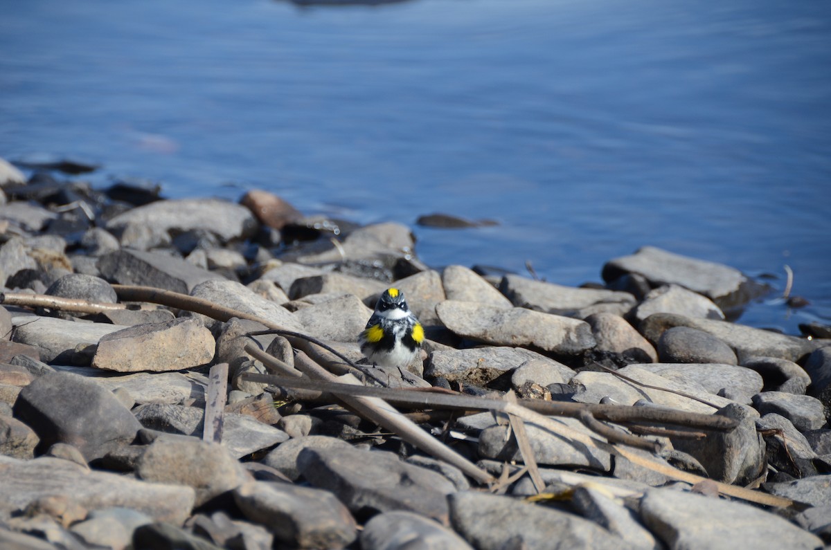 Yellow-rumped Warbler - ML635067002