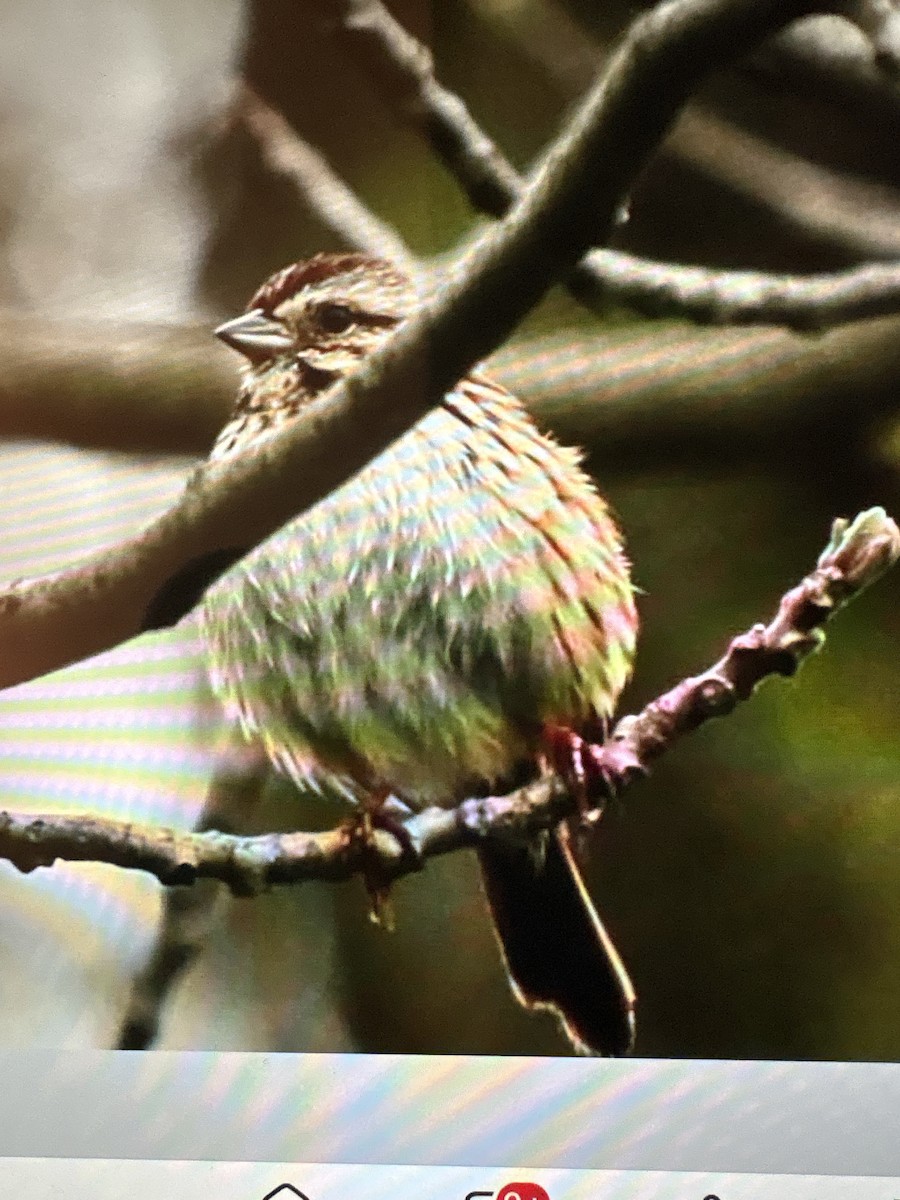 Song Sparrow - ML635067008