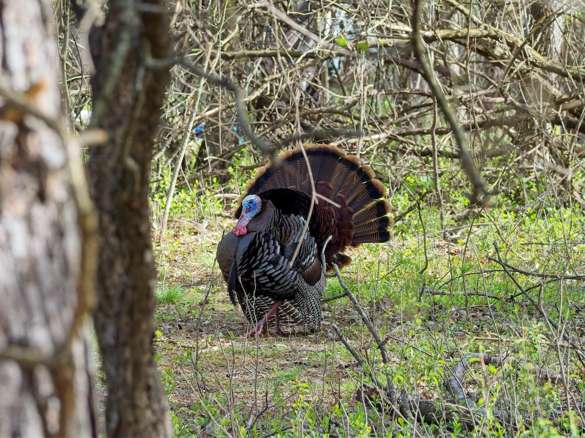 Wild Turkey - ML635067016