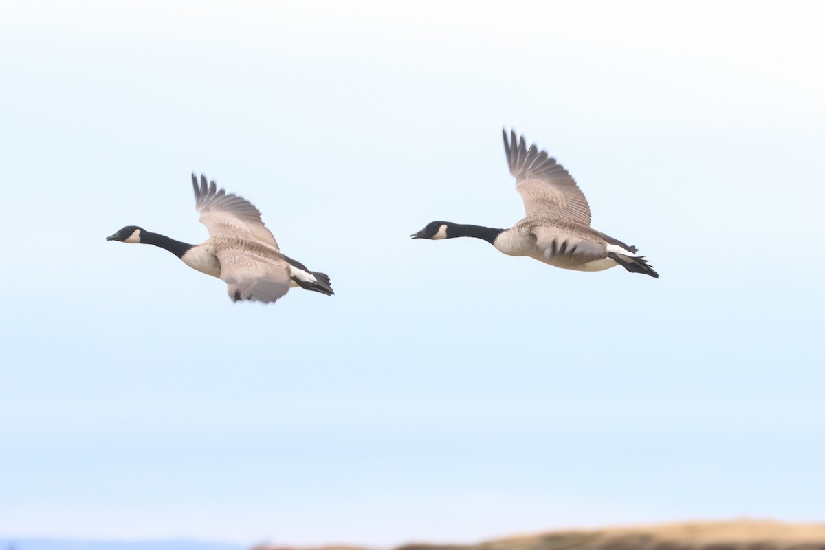 berneška velká - ML635067192