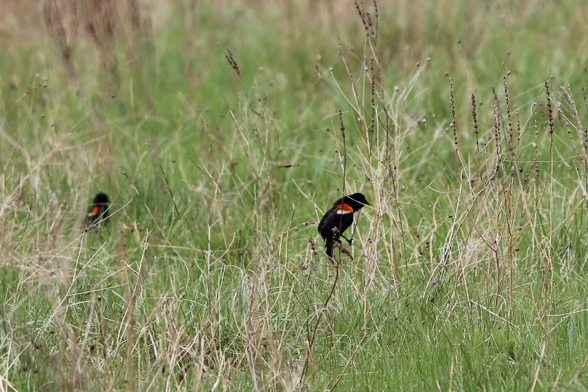 Red-winged Blackbird - ML635067204