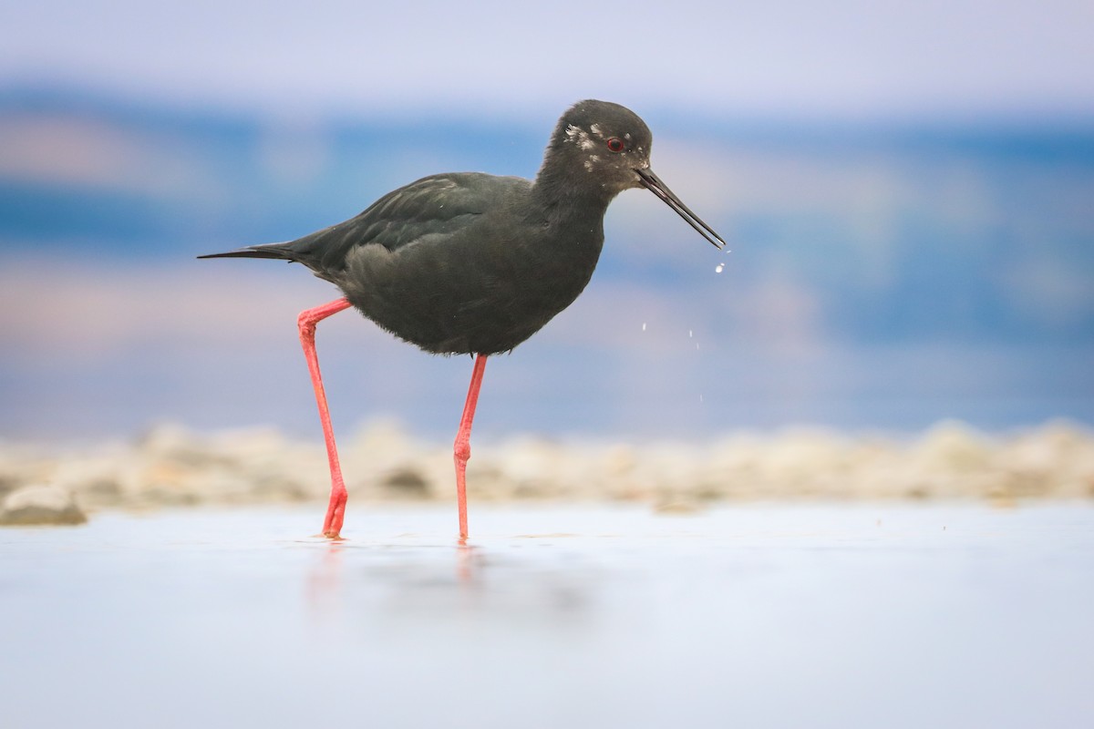 Black Stilt - ML635067226