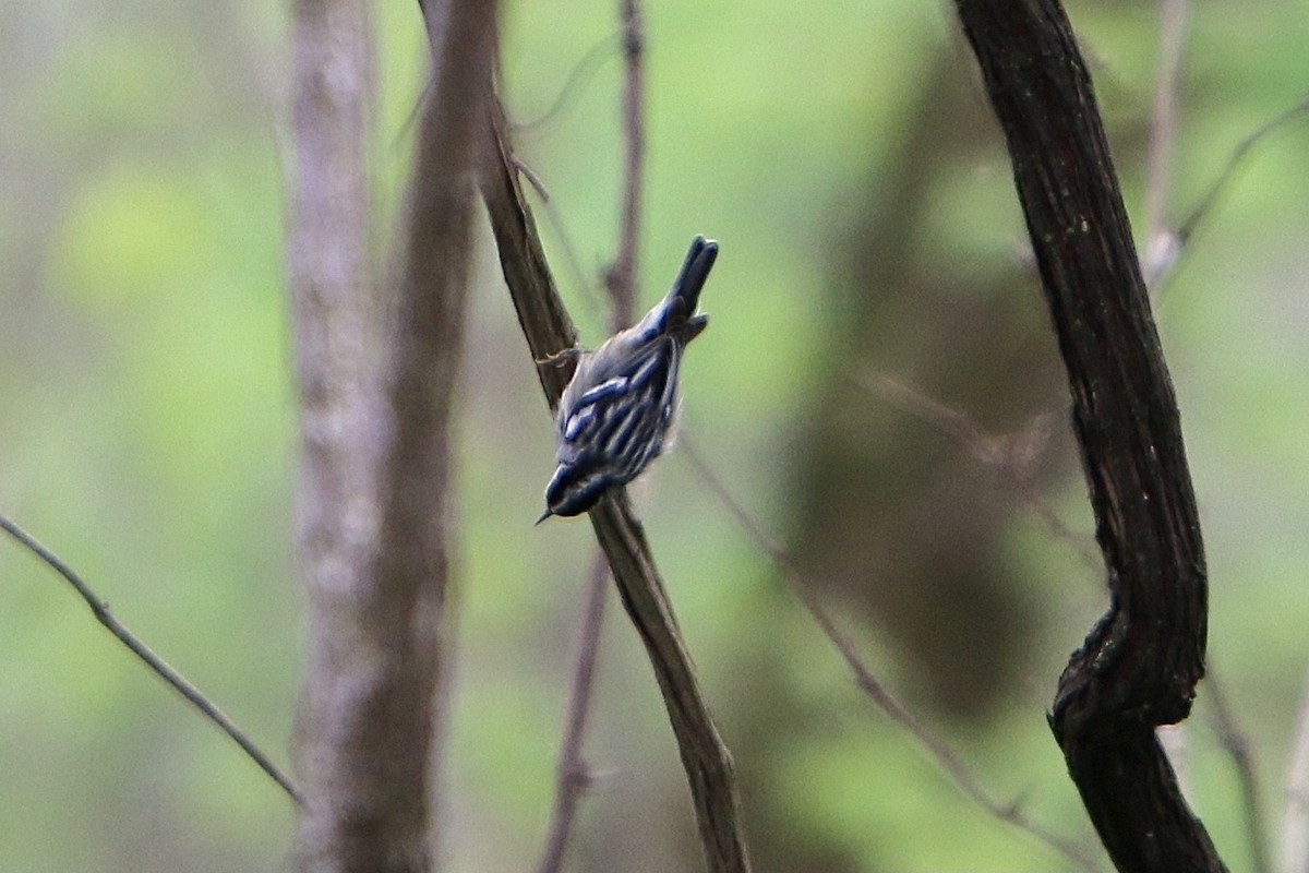 Black-and-white Warbler - ML635067256