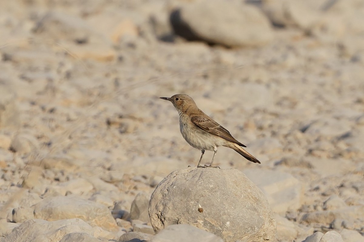 Hooded Wheatear - ML635067279