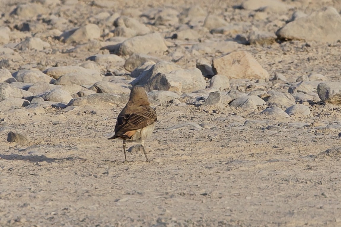 Hooded Wheatear - ML635067280
