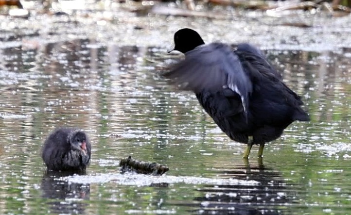 American Coot (Red-shielded) - ML635067341