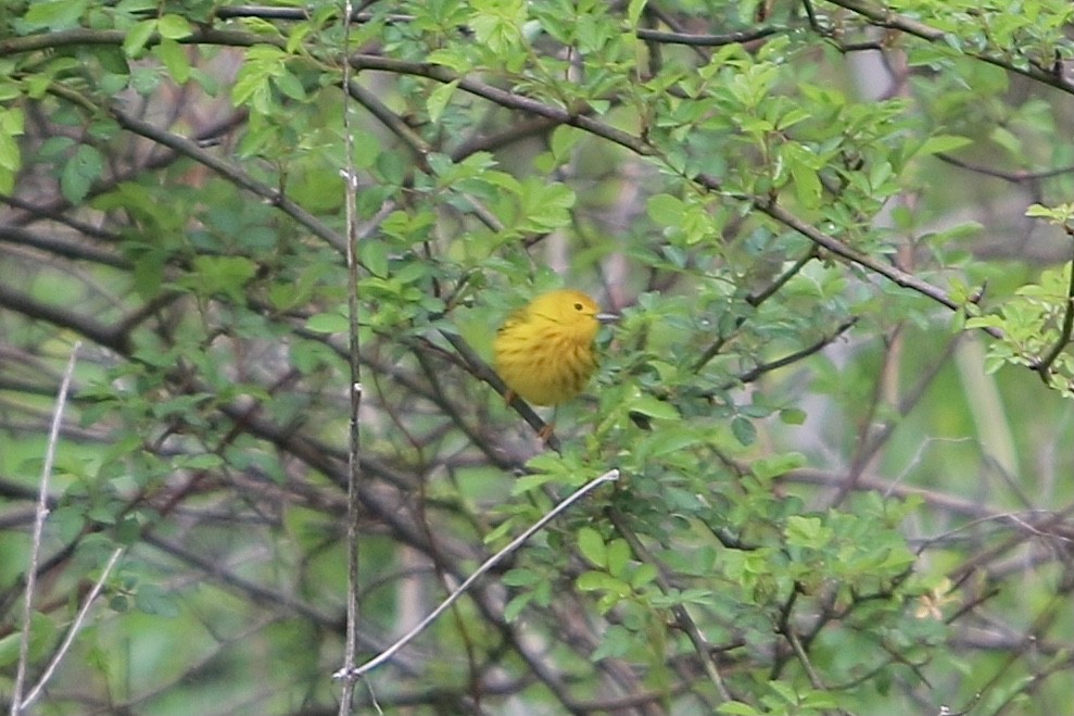 Northern Yellow Warbler - ML635067423