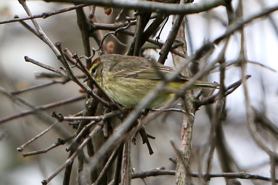 Palm Warbler - ML635067587