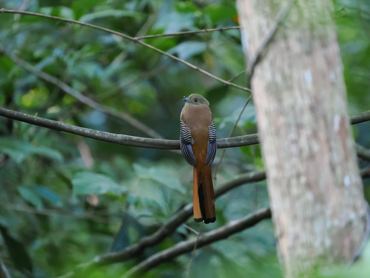 Orangebauchtrogon - ML635067645
