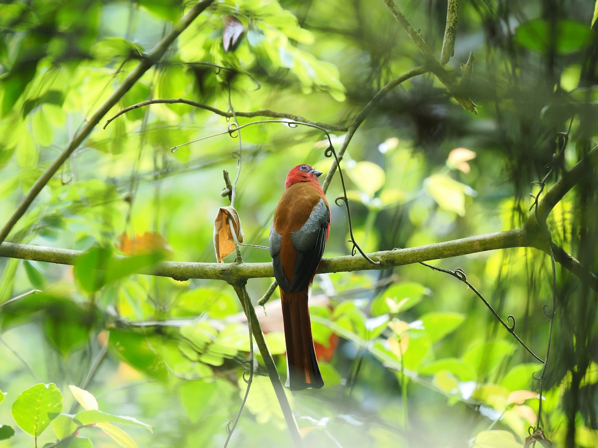 Red-headed Trogon - ML635067693