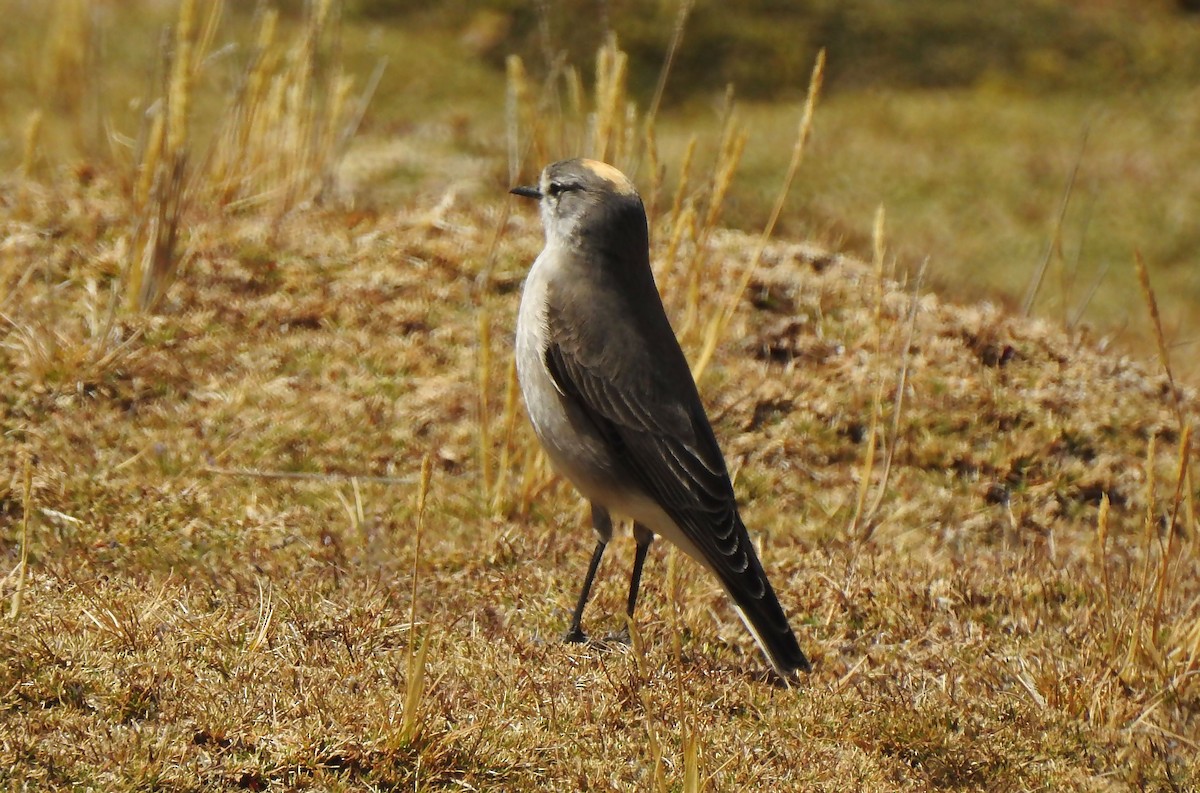 Ochre-naped Ground-Tyrant - ML635067712
