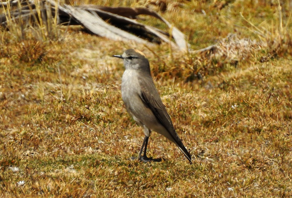 Ochre-naped Ground-Tyrant - ML635067713