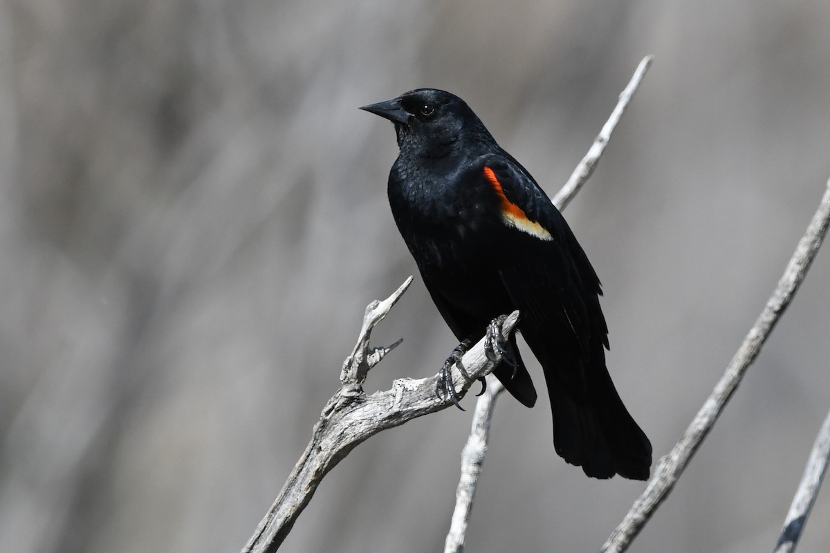 Red-winged Blackbird - ML635067721