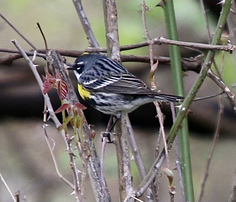 Yellow-rumped Warbler - ML635067727
