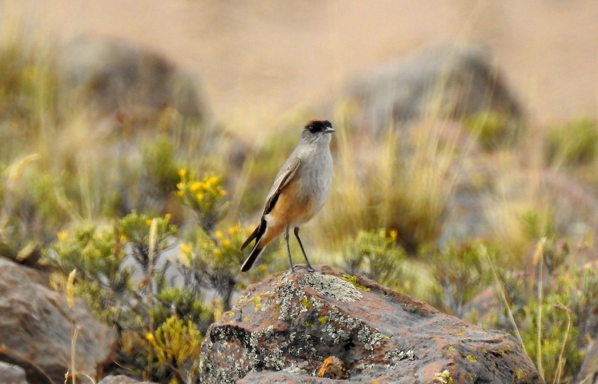 Cinnamon-bellied Ground-Tyrant - ML635067729