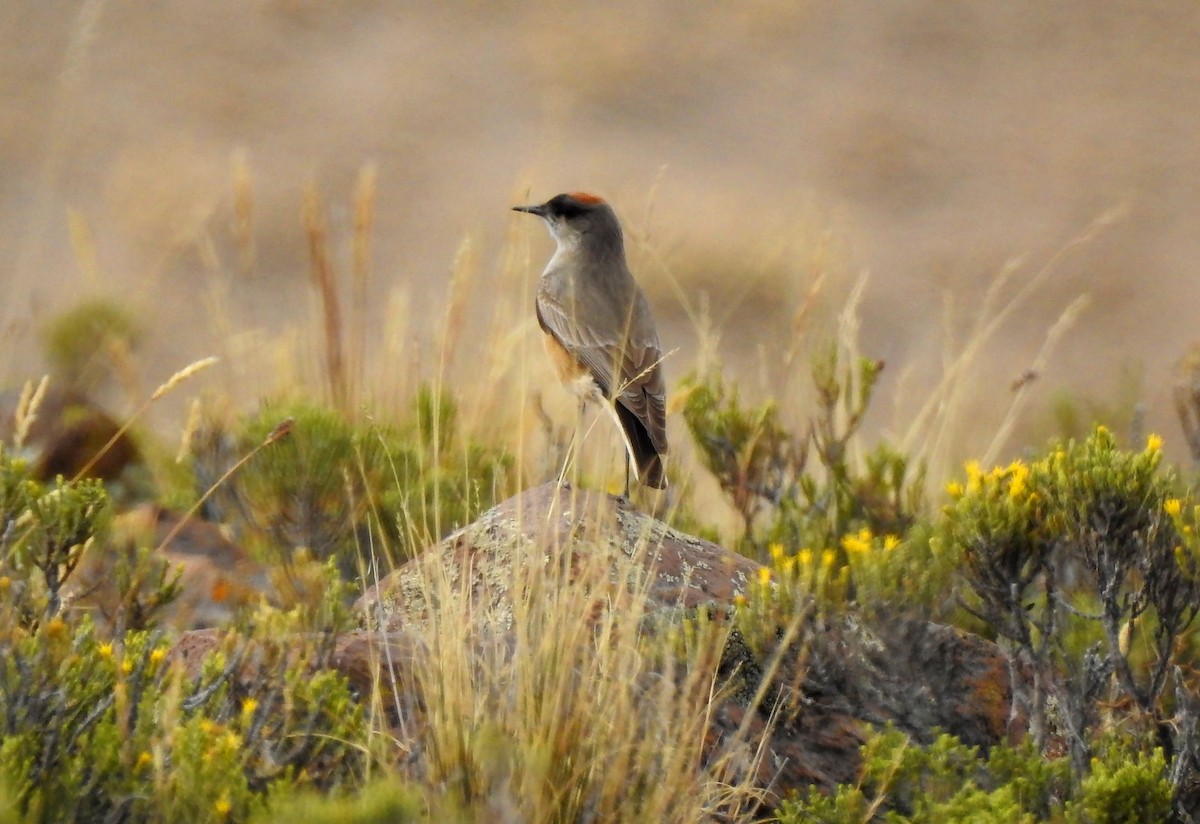 Cinnamon-bellied Ground-Tyrant - ML635067730