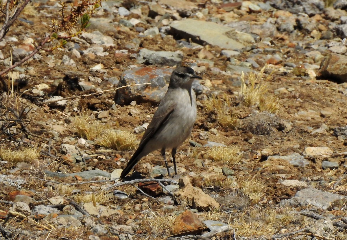 Black-fronted Ground-Tyrant - ML635067744