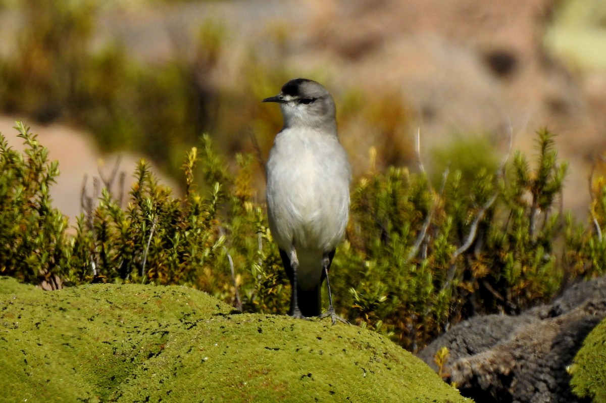 Black-fronted Ground-Tyrant - ML635067745