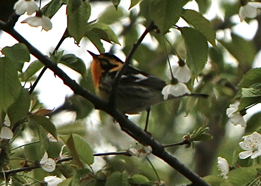 Blackburnian Warbler - ML635067804