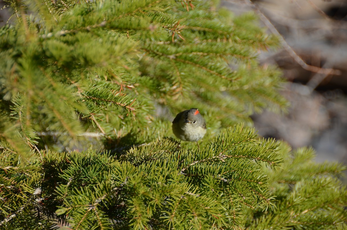 Ruby-crowned Kinglet - ML635067834