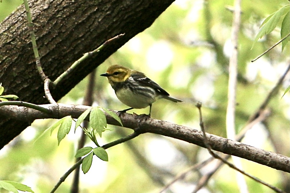 Black-throated Green Warbler - ML635067855