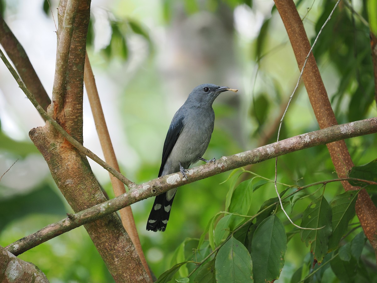 Black-winged Cuckooshrike - ML635067996