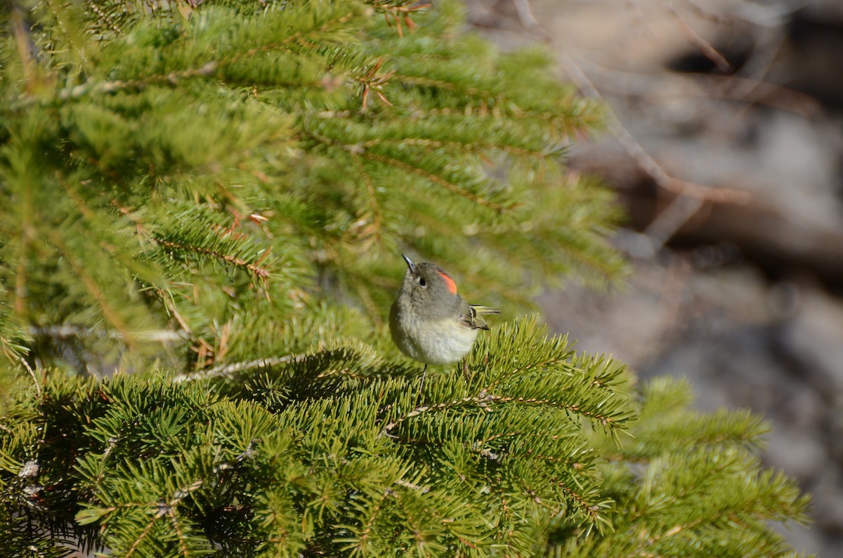 Ruby-crowned Kinglet - ML635068006