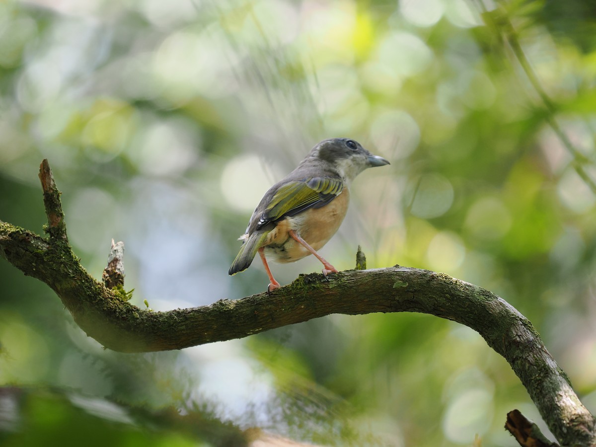 White-browed Shrike-Babbler (Blyth's) - ML635068013