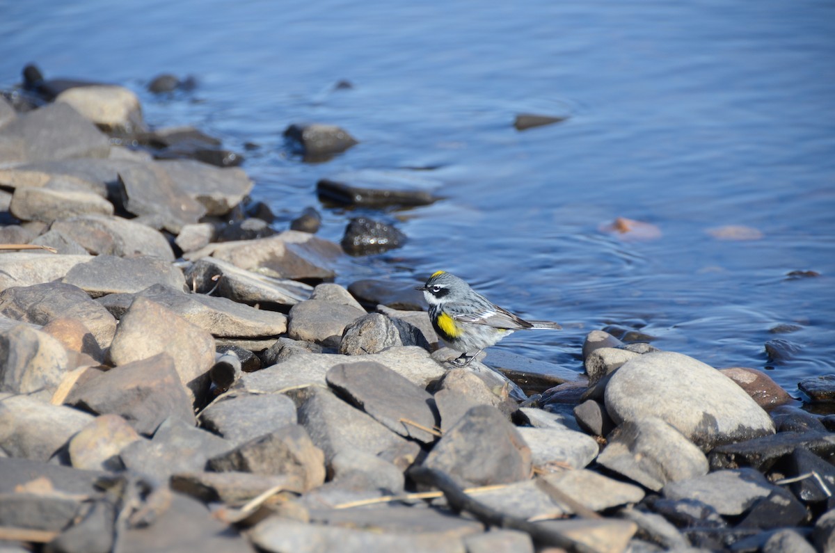 Yellow-rumped Warbler - ML635068090