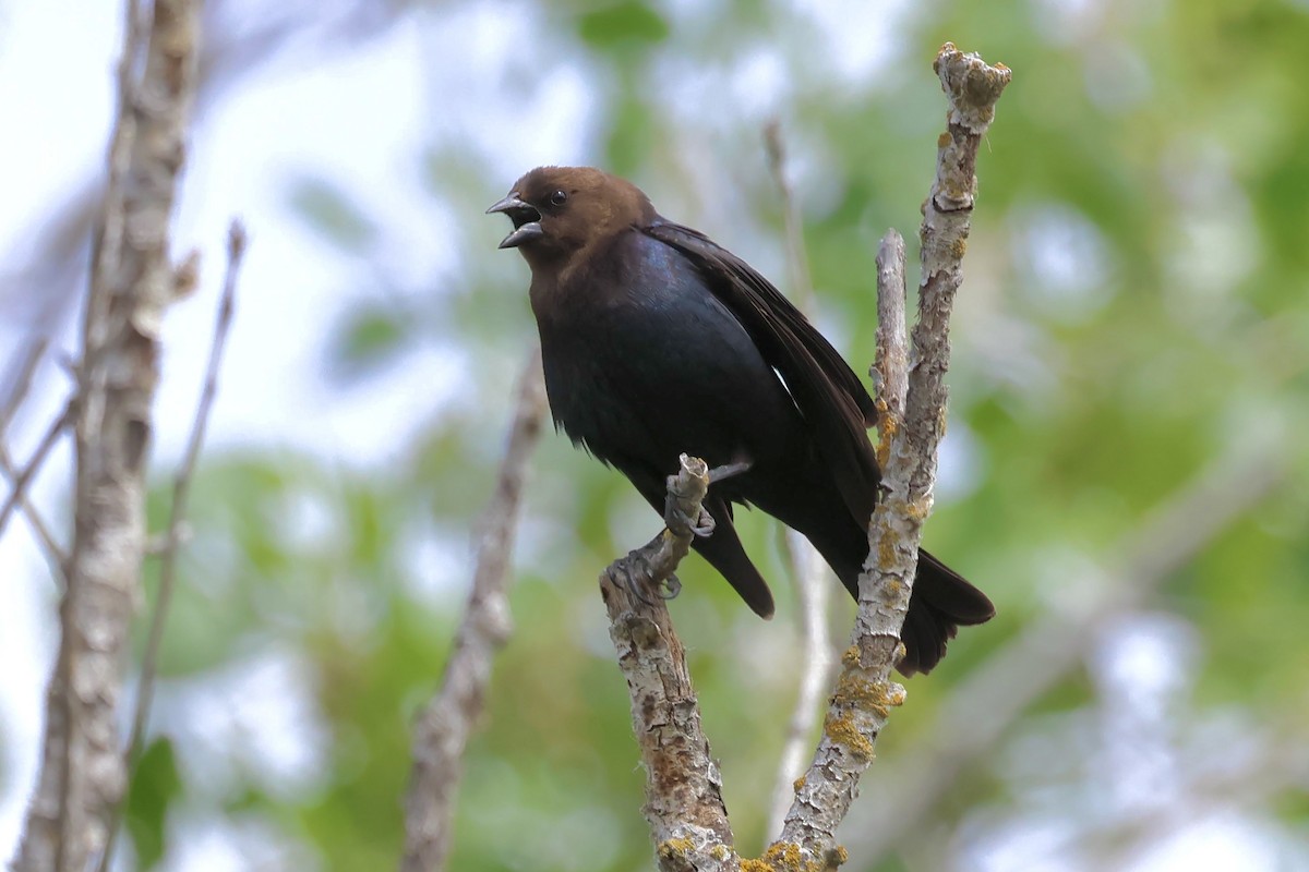Brown-headed Cowbird - ML635068234