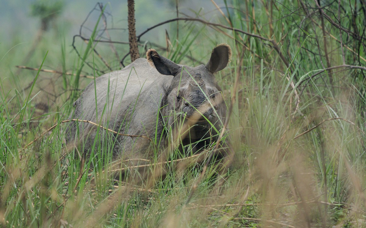 Animals - ML635068303