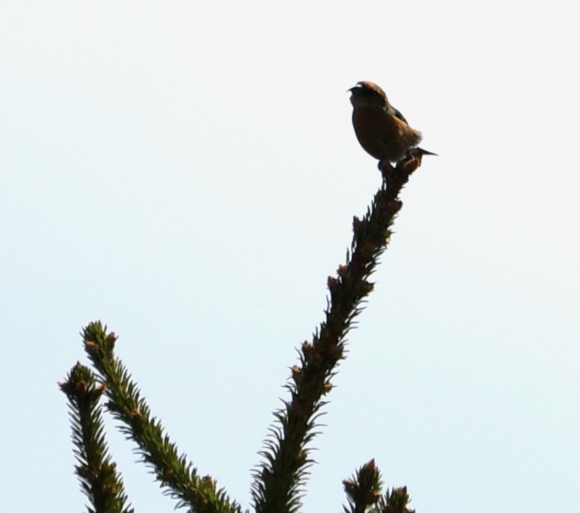 Red Crossbill (Northeastern or type 12) - ML635068348