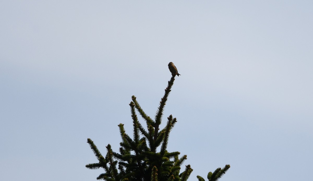 Red Crossbill (Northeastern or type 12) - ML635068351