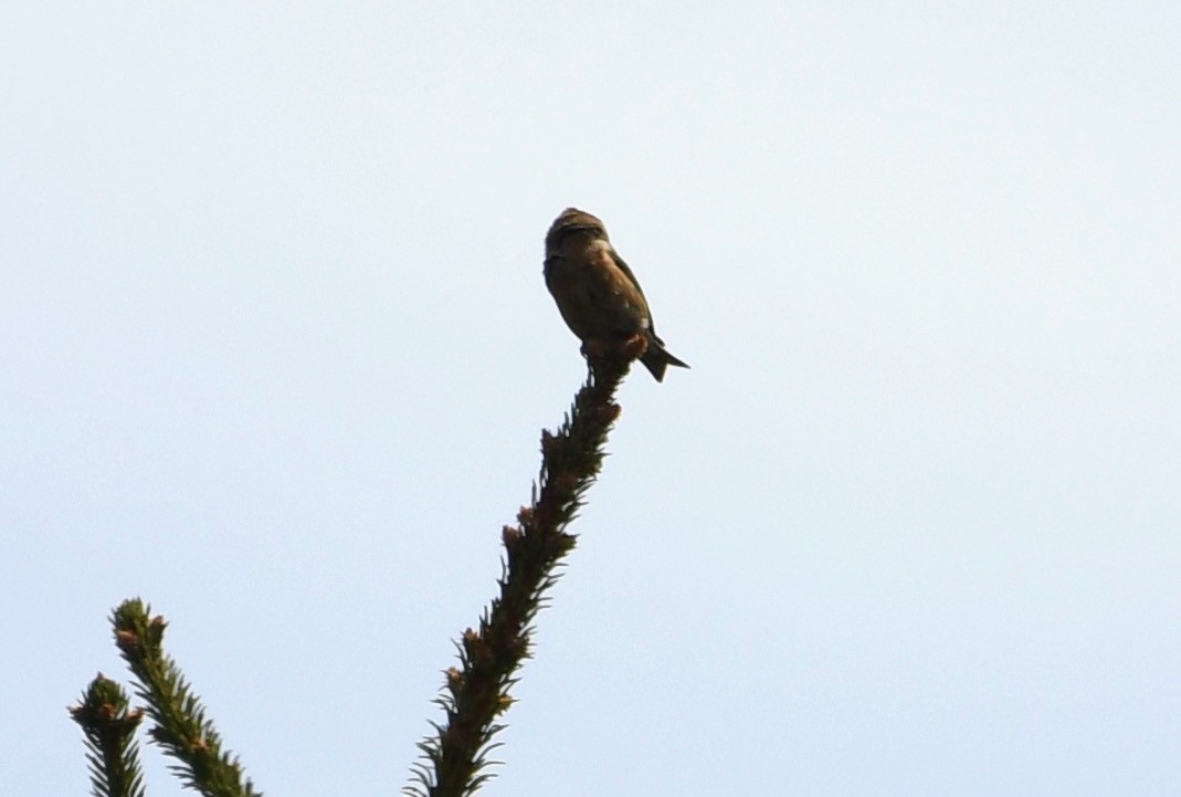 Red Crossbill (Northeastern or type 12) - ML635068352