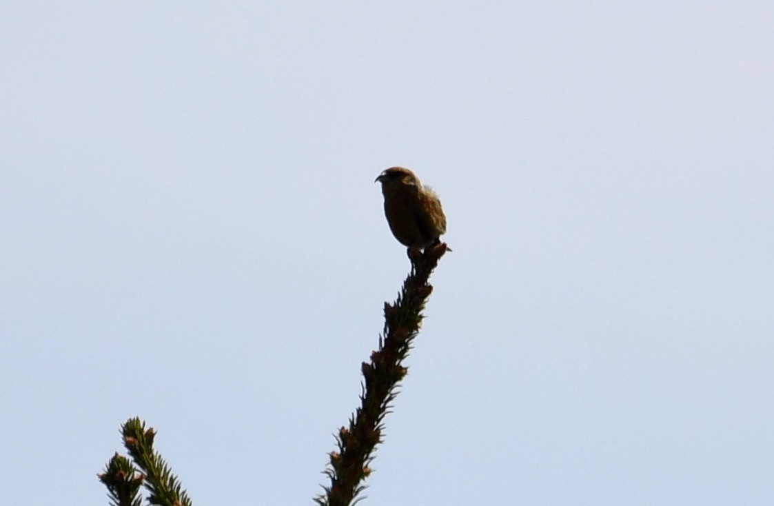 Red Crossbill (Northeastern or type 12) - ML635068353