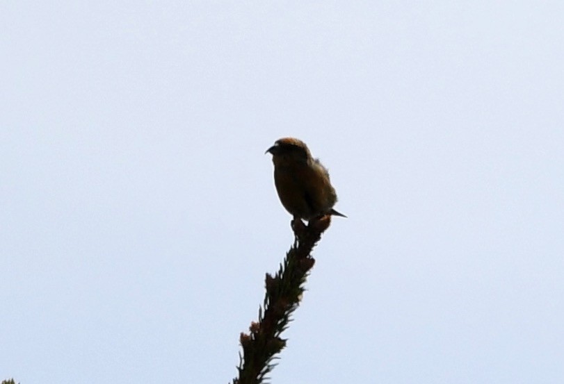 Red Crossbill (Northeastern or type 12) - ML635068354