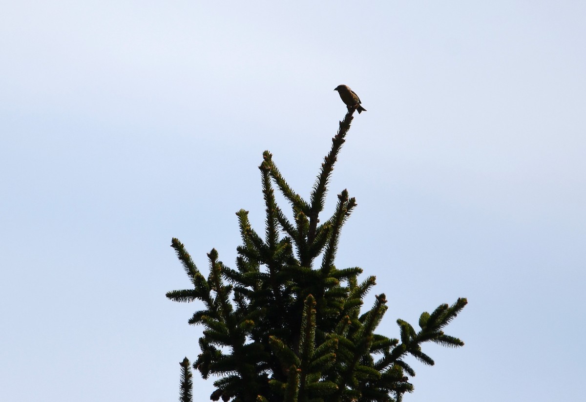 Red Crossbill (Northeastern or type 12) - ML635068356