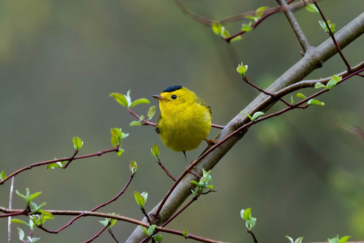 Wilson's Warbler - ML635068382
