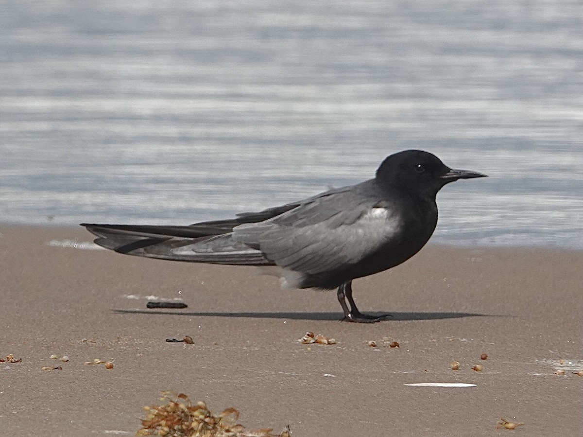 Крячок чорний - ML635068406