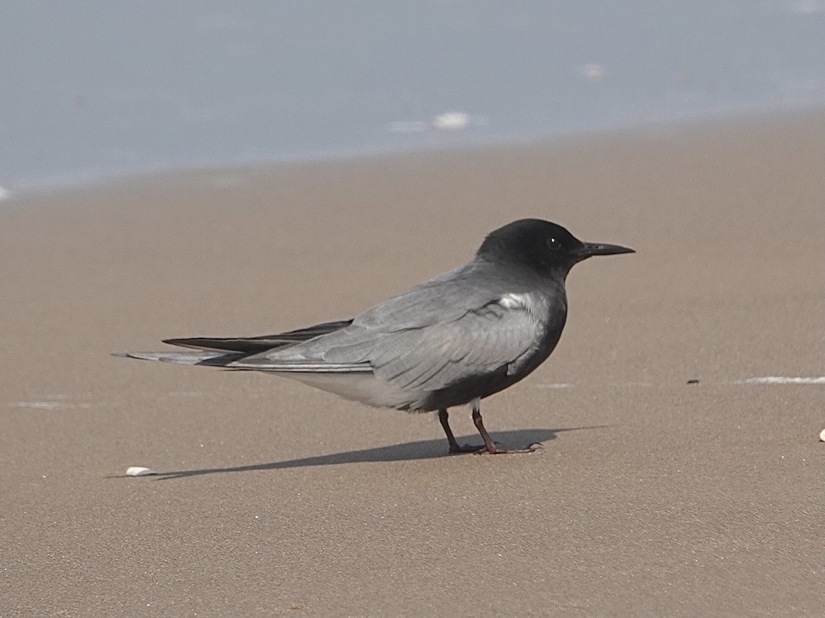 Крячок чорний - ML635068407