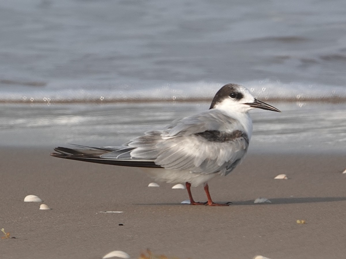 Крячок річковий - ML635068477