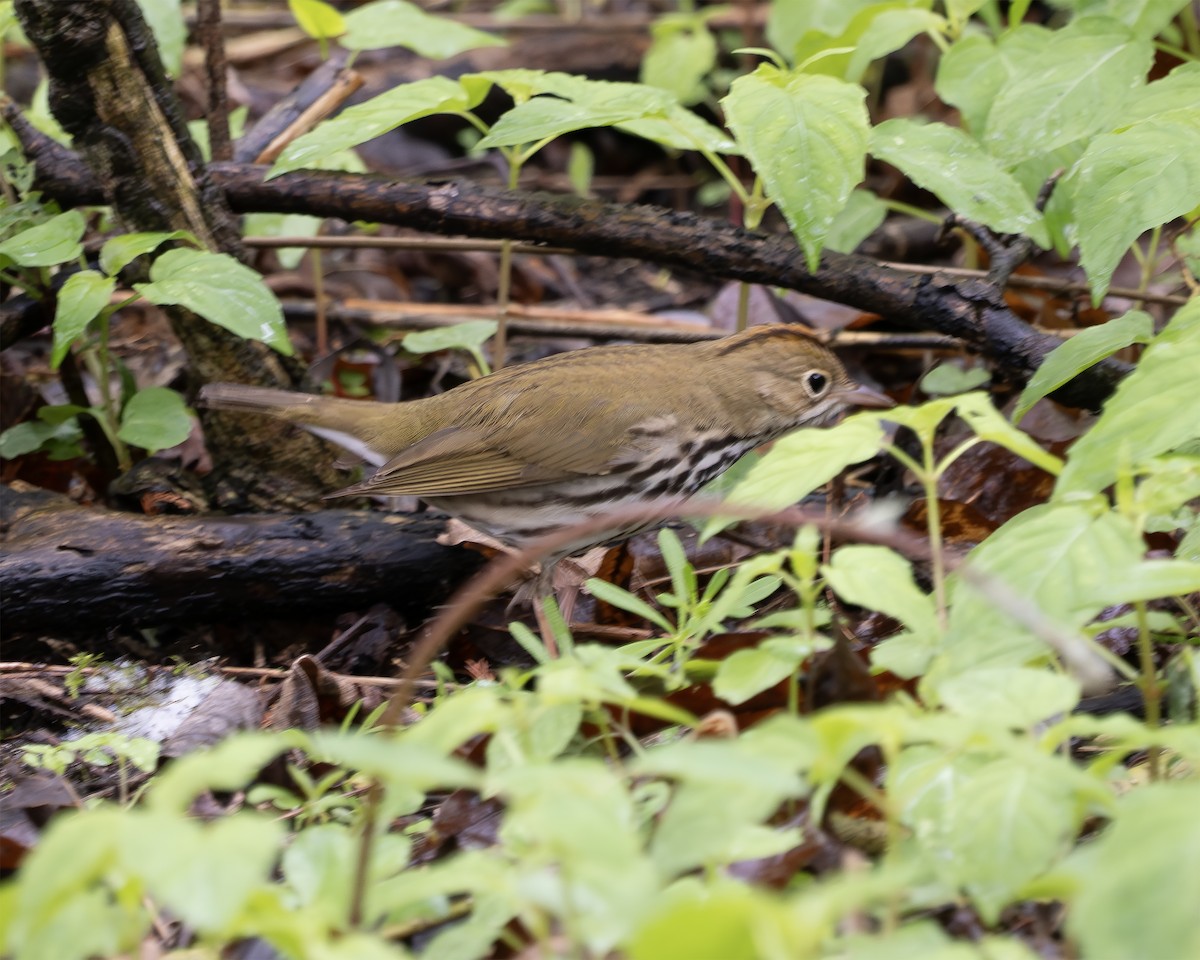 Ovenbird - ML635068508