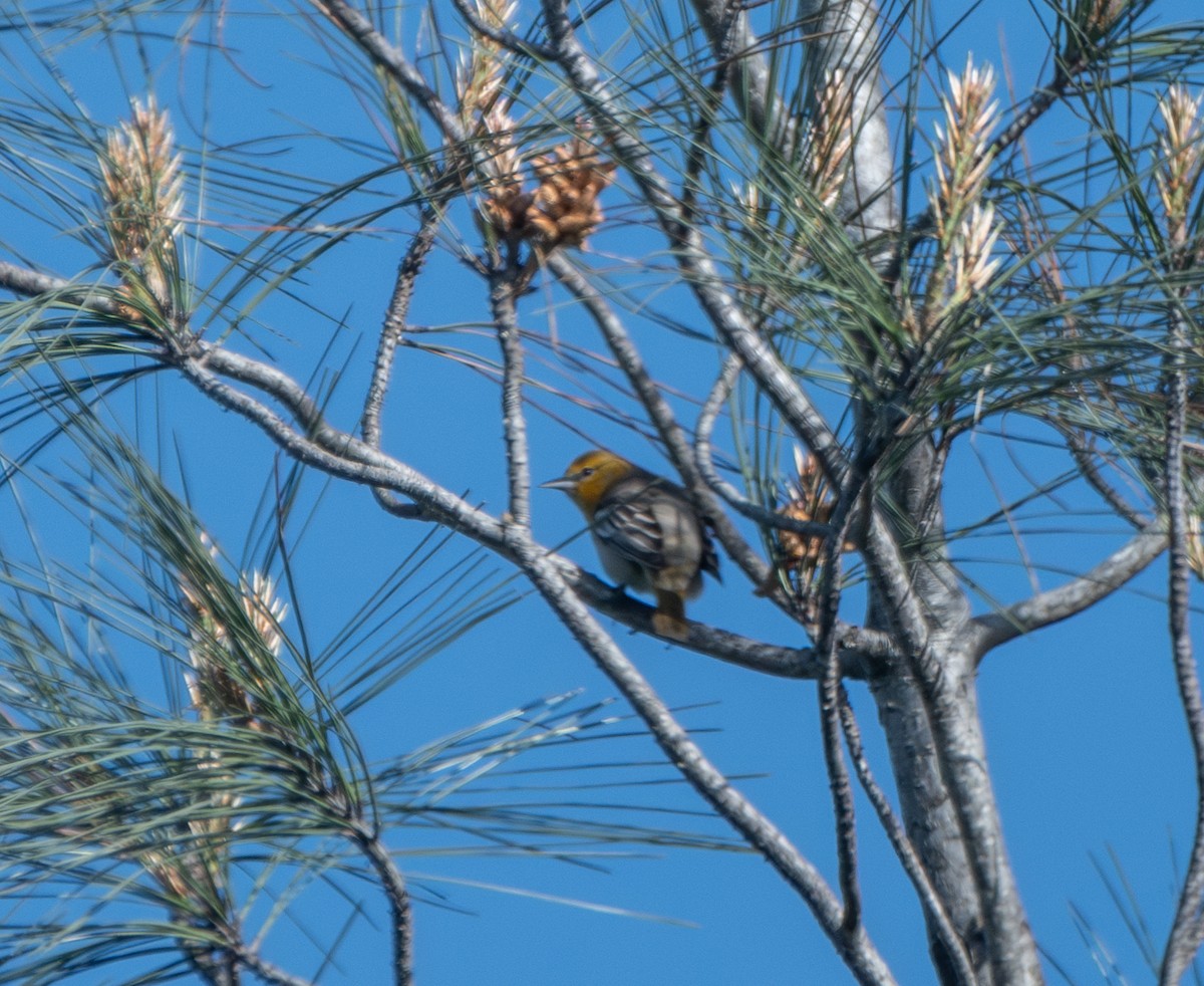 Bullock's Oriole - ML635068585