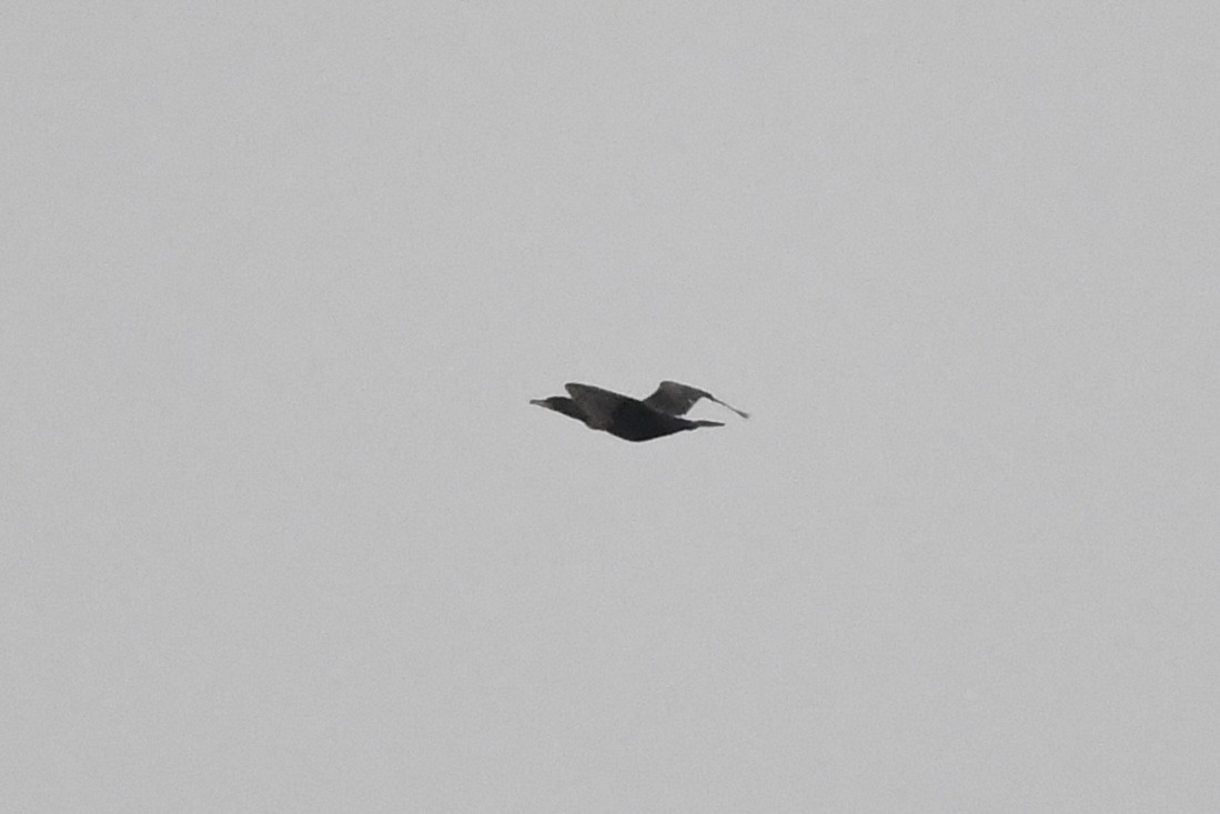 Double-crested Cormorant - ML635068612