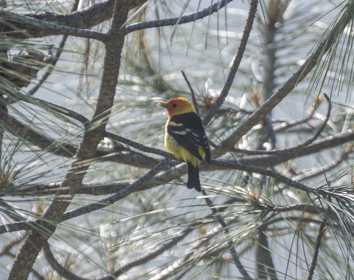 Western Tanager - ML635068629